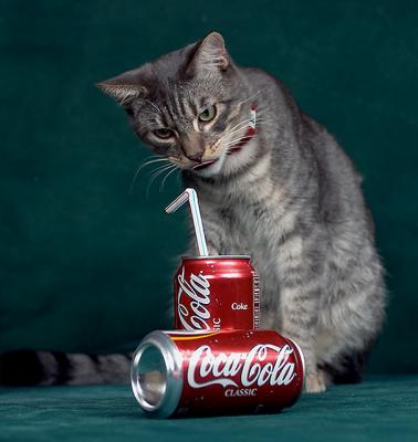 Kitty cola