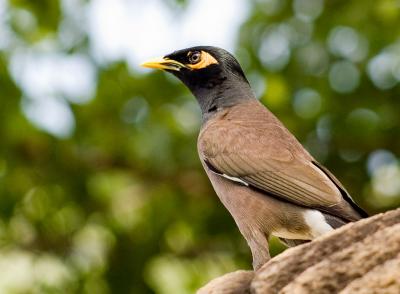 Common Myna 1