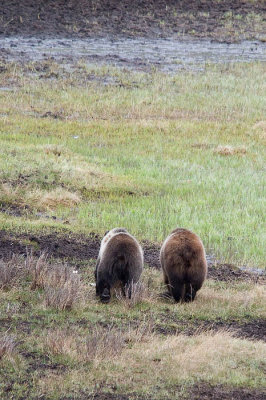 ynp_2010