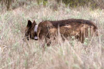 ynp_2012
