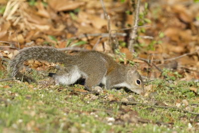 squirrel102.jpg