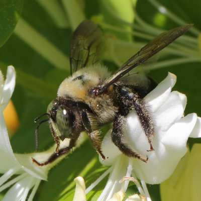 bees_crop_0153.JPG