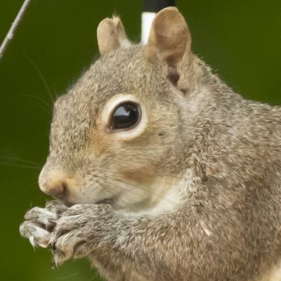 ADSquirrel1_crop.jpg