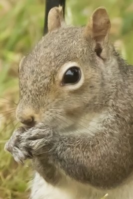 ADSquirrel3_crop.jpg