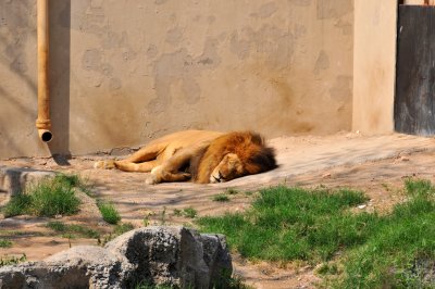 Lahore Zoo