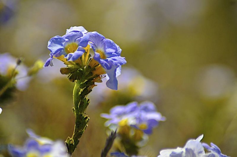 Wildflowers