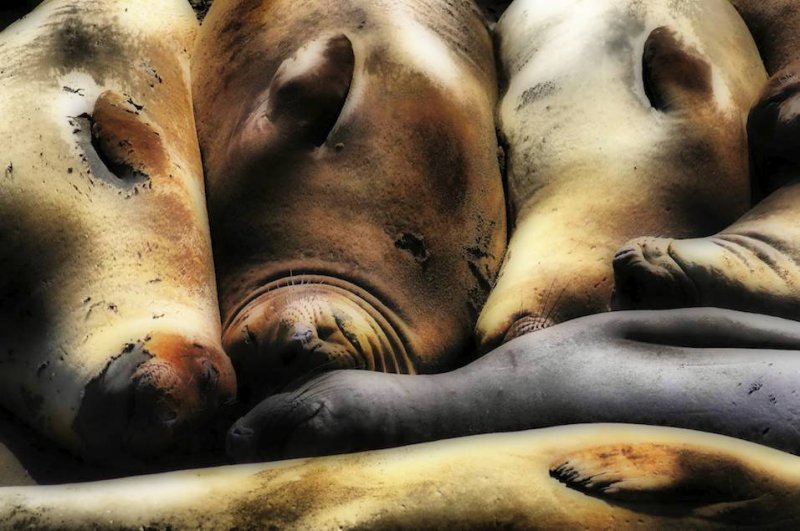 Sleeping Elephant Seals, San Simeon