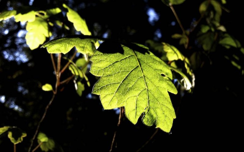 Backlit Leaves