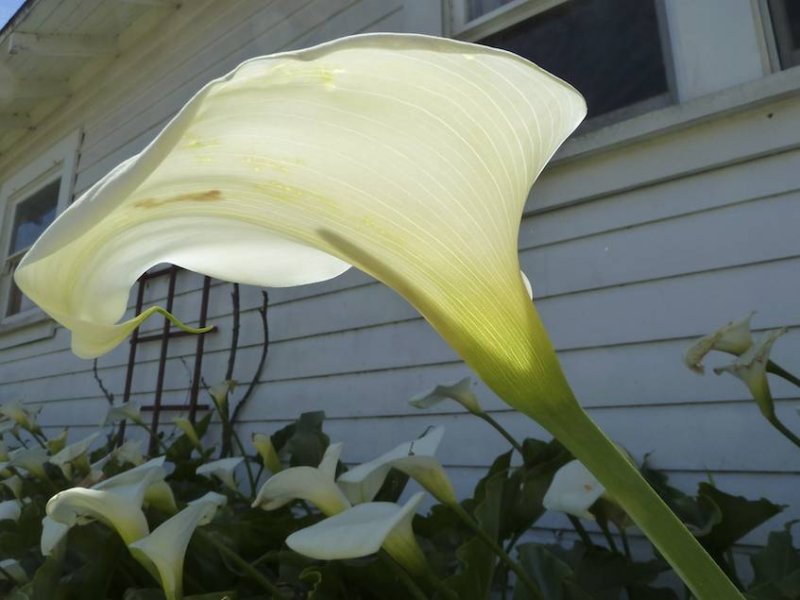 Backlit Calla Lilly