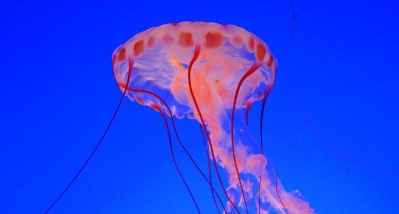 Jelly Fish