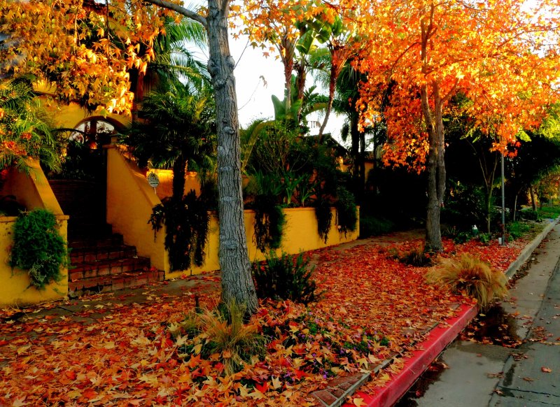 Autumn in Los Angeles photo - Dave Wyman photos at pbase.com