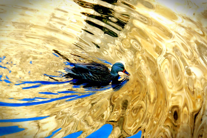 Duck, Merced River Reflection, Yosemite