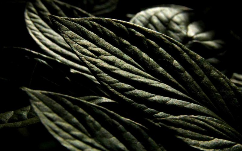 Dogwood Leaves