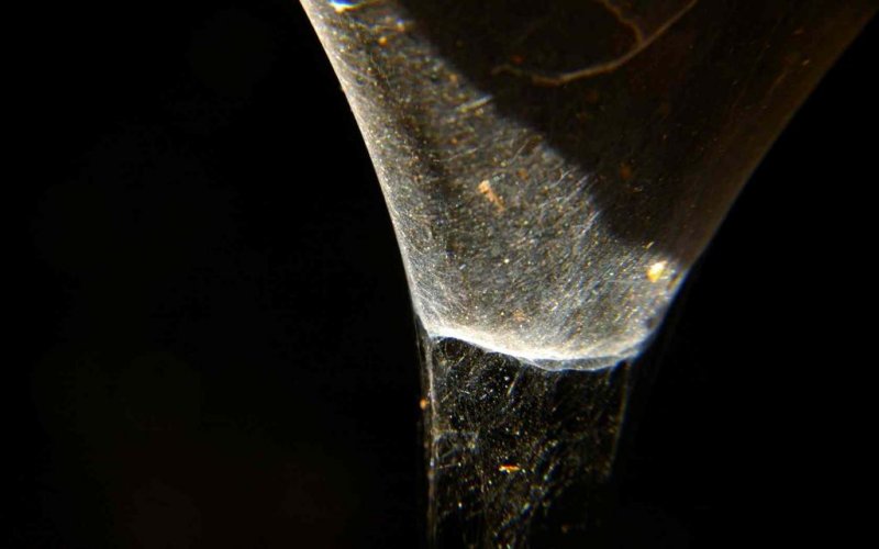 Sidelight on a Spider Web