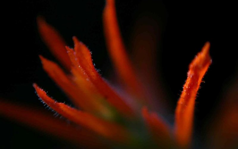 Indian Paintbrush - Closeup