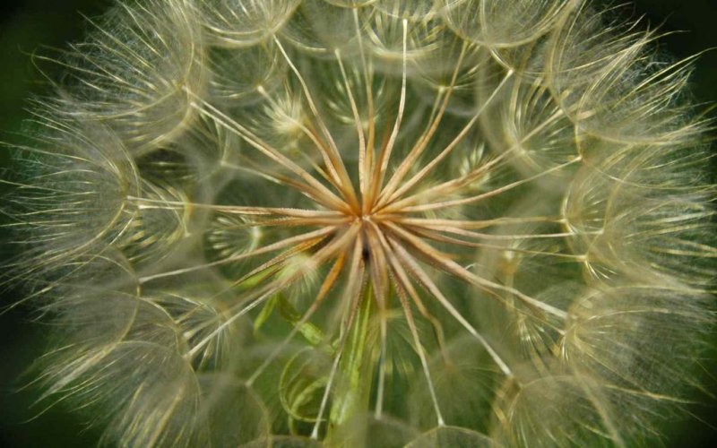 Dandilion