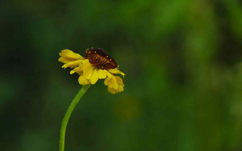 Bigalow Sneezeweed