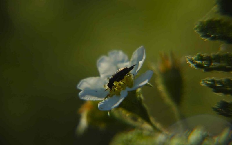 Bear Clover Blossom and a Beetle