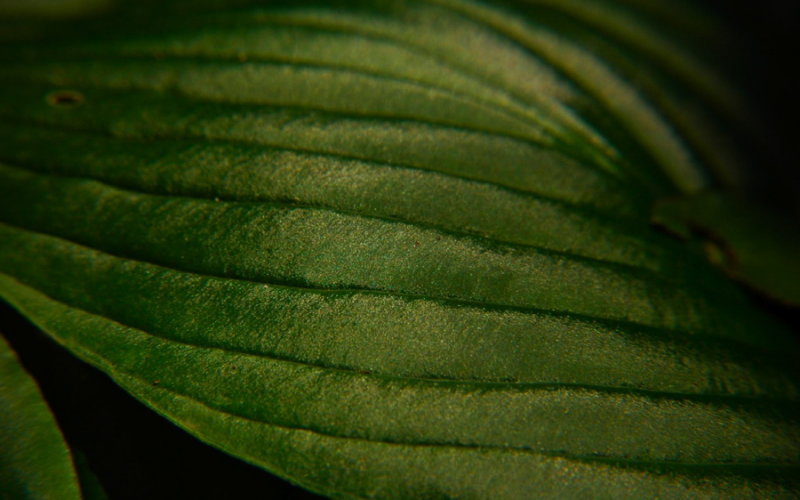 Leaf Detail, Brookgreen Gardens