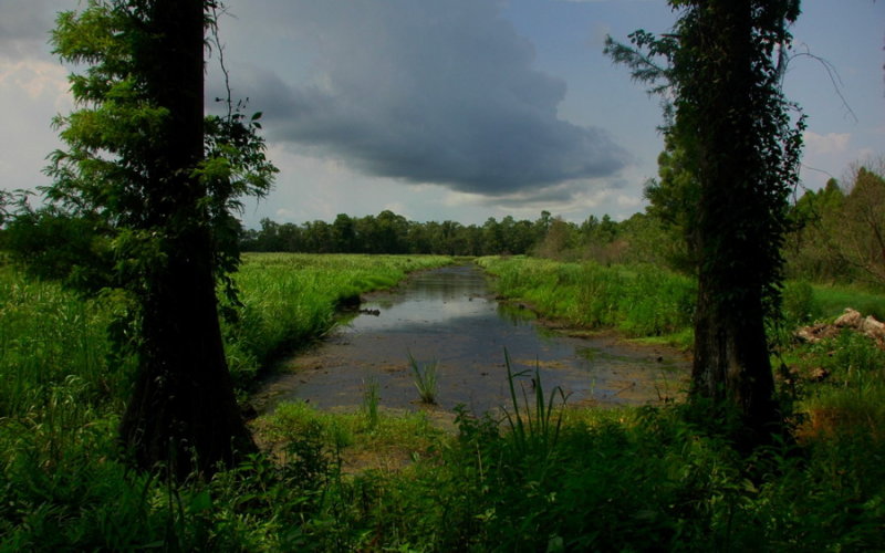 Plantation Rice Fields, Brookgreen Gardens