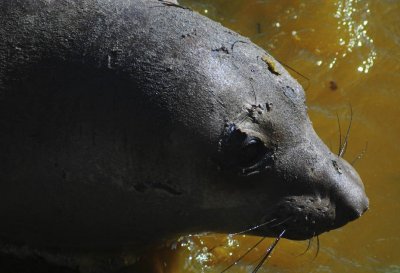 Elephant Seal, San Simeon