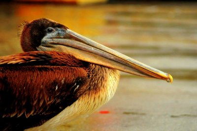 Pelican on the Monterey Commercial Dock