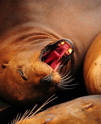 Sea Lion Yawn