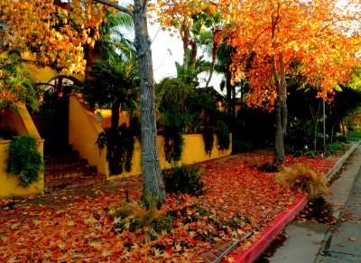 Autumn in Los Angeles