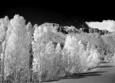 November 10, 2005 - Aspens in Lee Vining Canyon (Infrared Filter)