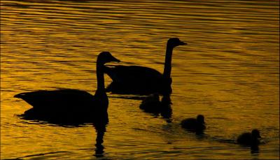 Geese, Eel Lake