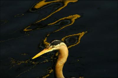 Heron and Wavy Reflection