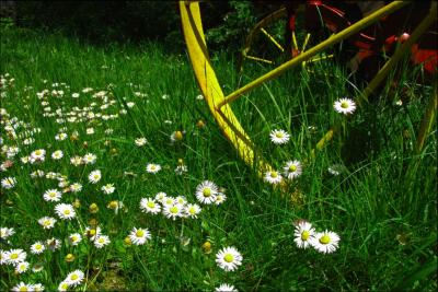 Tractor and Dandelions