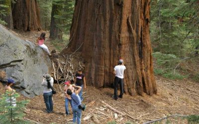 sequoiafamily06.066.jpg