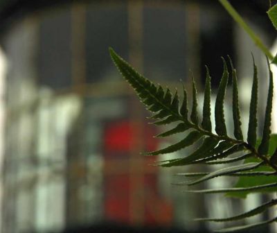 Cape Meares Lighthouse and Fern