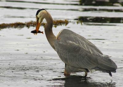 Heron with an Appetizer
