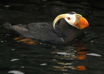 Puffin at the Oregon Coast Aquarium, Newport