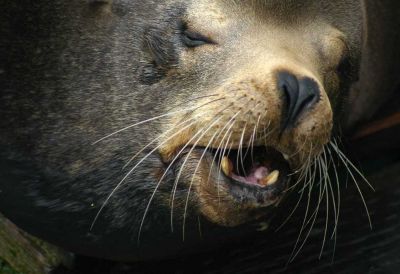 Sea Lion, Newport, Oregon