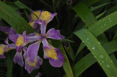 Wild Iris, Bandon, Oregon