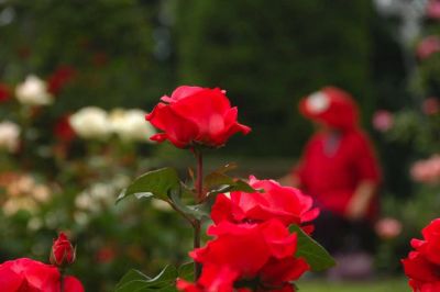 Roses and a Member of the Red Hat Society