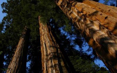 Mountain Home - Photography Amongst the Giant Sequoias