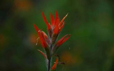 Indian Paintbrush