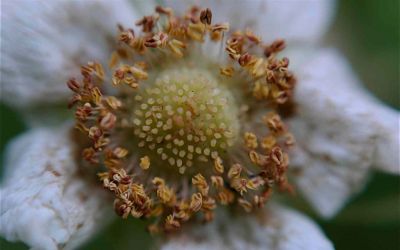 Thimbleberry Blossom