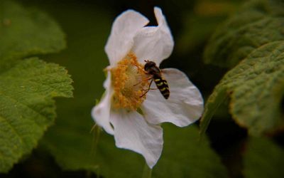 Bee on a Thimbleberry Blossom