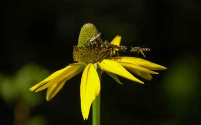 Cone Flower and Bees