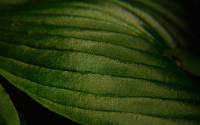 Leaf Detail, Brookgreen Gardens