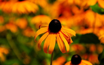 Flowers at Brookgreen Gardens