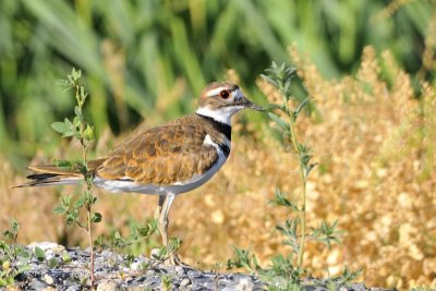 Kildeer