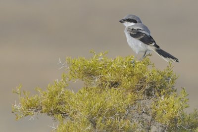 Loggerhead shrike