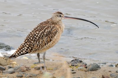 Long billed curlew