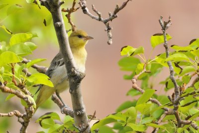 Orchard oriole